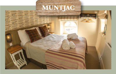 Muntjac-Room